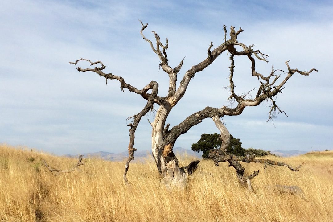 Влияние закиси азота на экосистемы: угроза для планеты