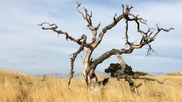 Влияние закиси азота на экосистемы: угроза для планеты
